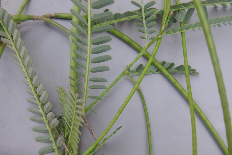 Sesbania bispinosa var. bispinosa photo 3