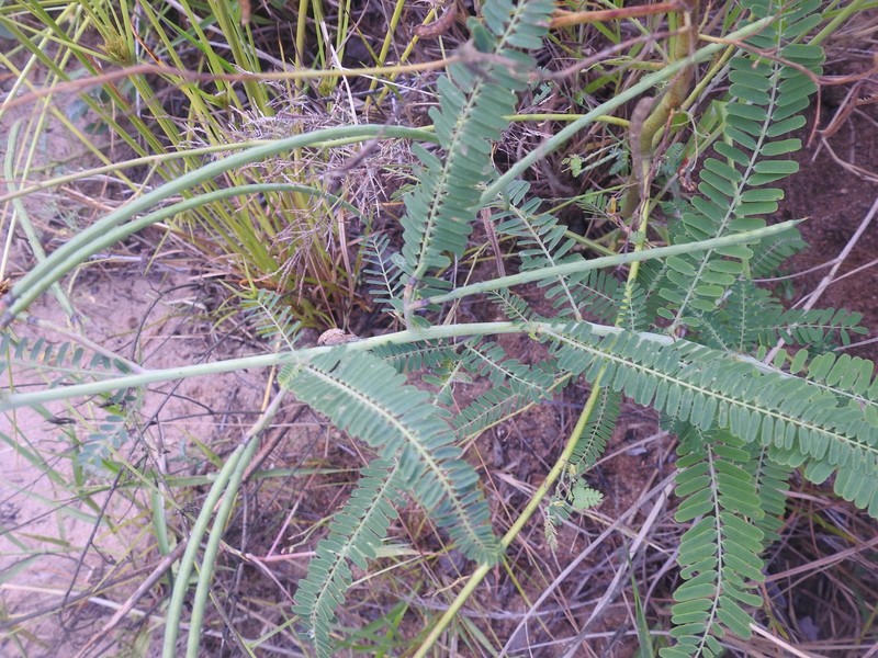Sesbania bispinosa var. bispinosa photo 4