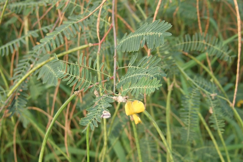 Sesbania