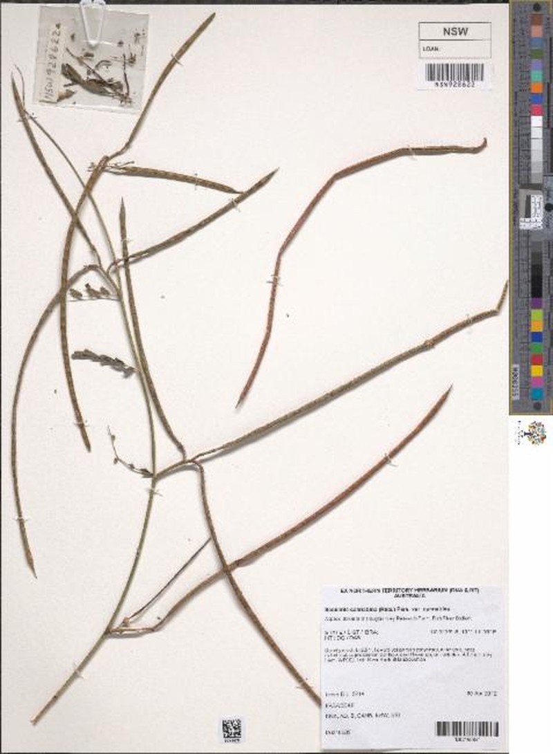Sesbania cannabina var. cannabina