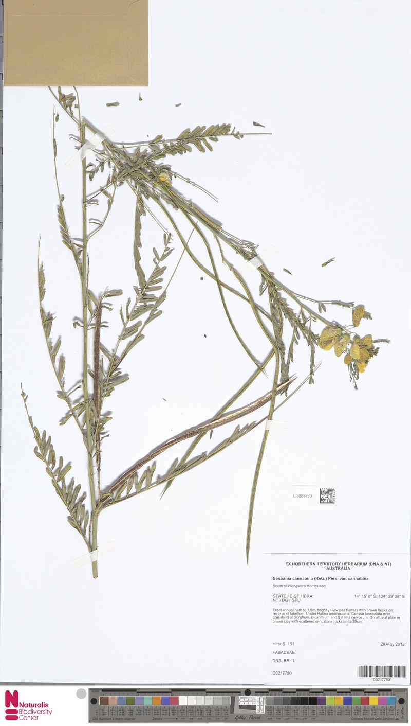 Sesbania cannabina var. cannabina photo 2