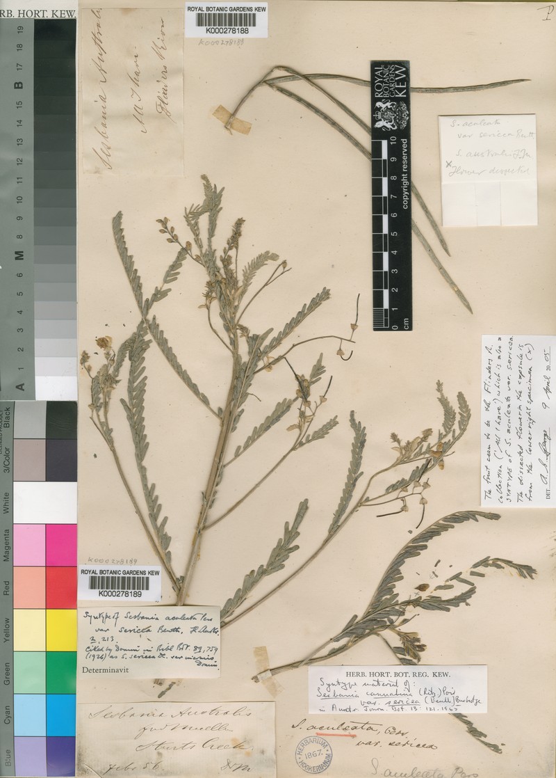 Sesbania cannabina var. sericea