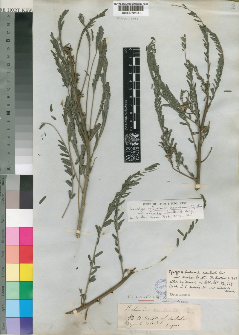 Sesbania cannabina var. sericea photo 2