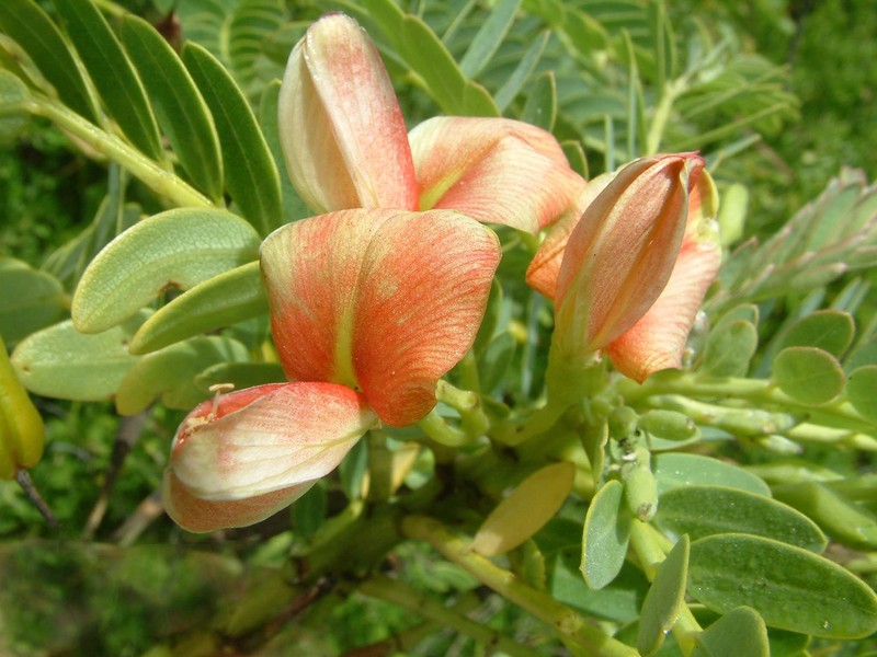 Sesbania coccinea subsp. coccinea