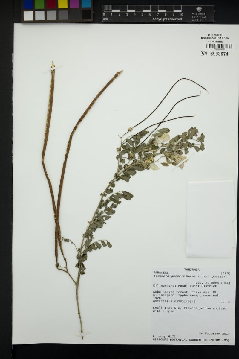Sesbania goetzei subsp. goetzei