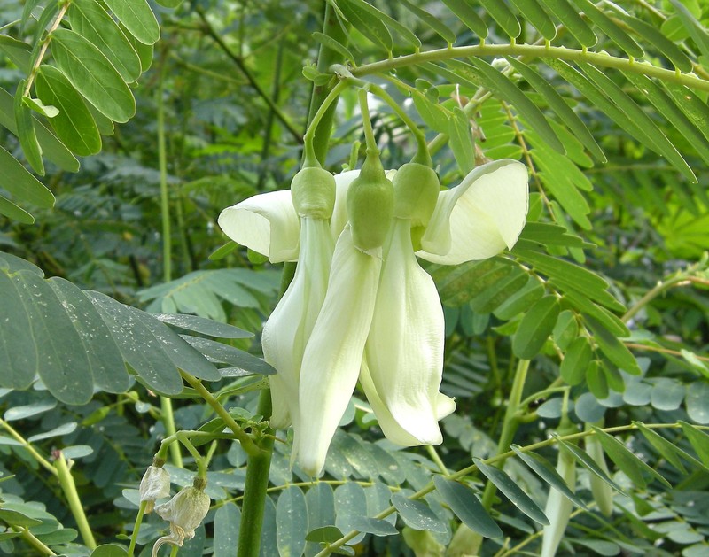 Vegetable Hummingbird photo 4