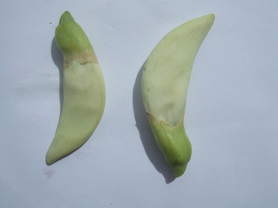 Vegetable Hummingbird photo 5
