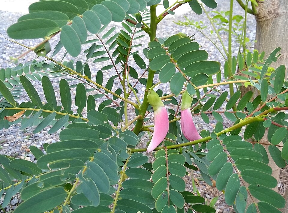 Vegetable Hummingbird photo 6