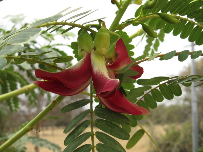 Vegetable Hummingbird photo 8