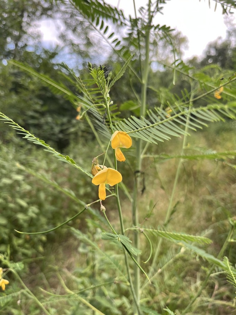 Bigpod Sesbania photo 6