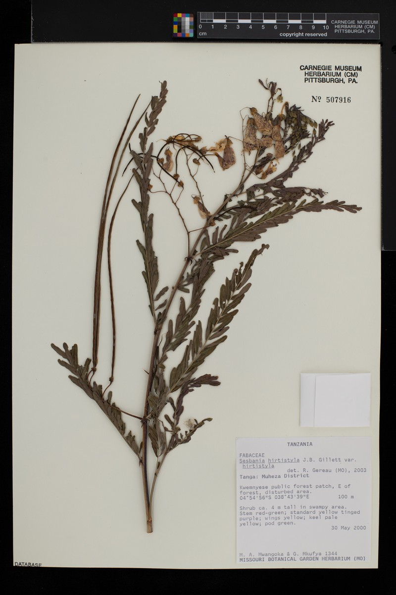 Sesbania hirtistyla var. hirtistyla