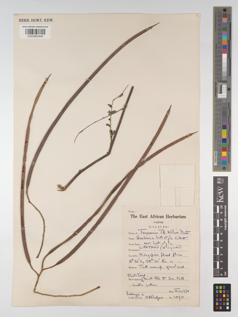 Sesbania hirtistyla var. hirtistyla photo 2