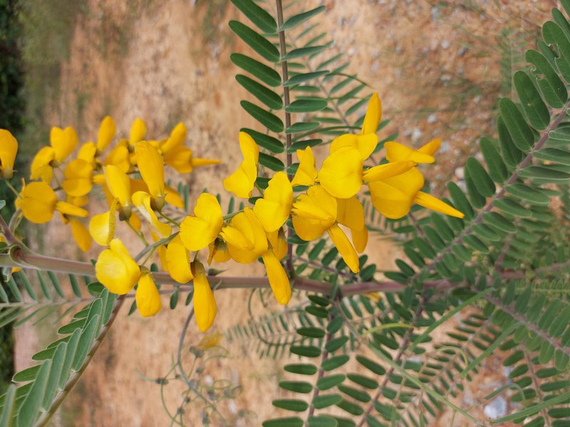 Sesbania javanica