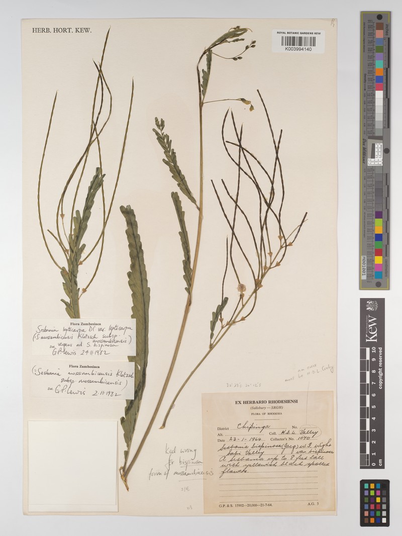Sesbania leptocarpa var. leptocarpa
