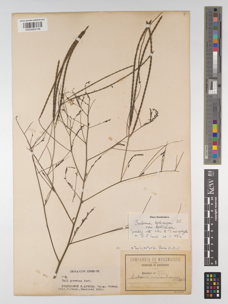 Sesbania leptocarpa var. leptocarpa photo 2