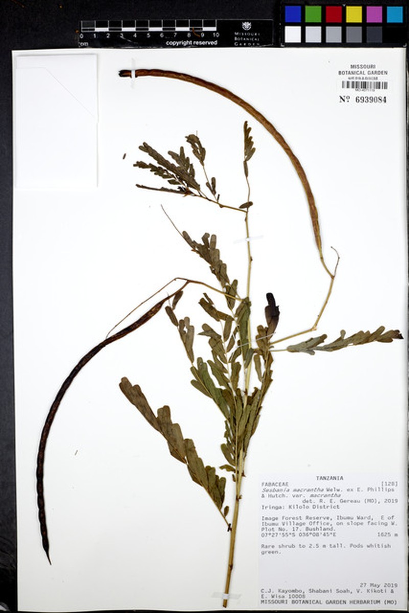 Sesbania macrantha var. macrantha