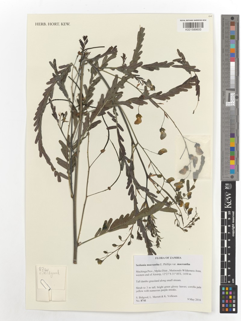 Sesbania macrantha var. macrantha photo 2