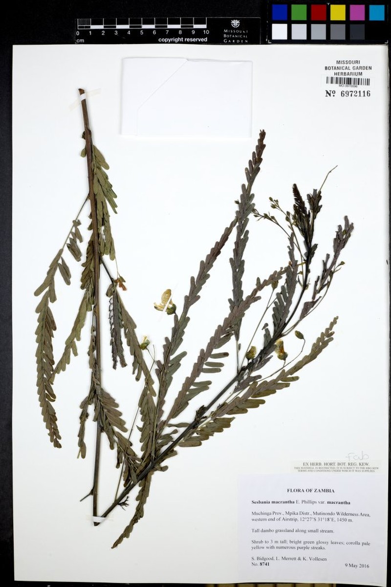 Sesbania macrantha var. macrantha photo 3