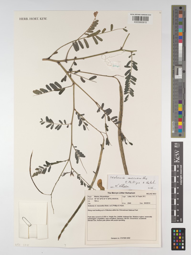 Sesbania macrantha var. macrantha photo 4