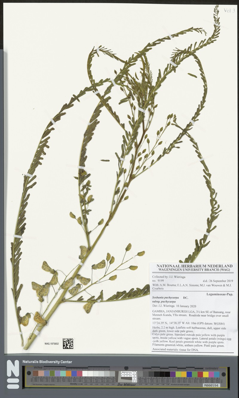 Sesbania pachycarpa subsp. pachycarpa