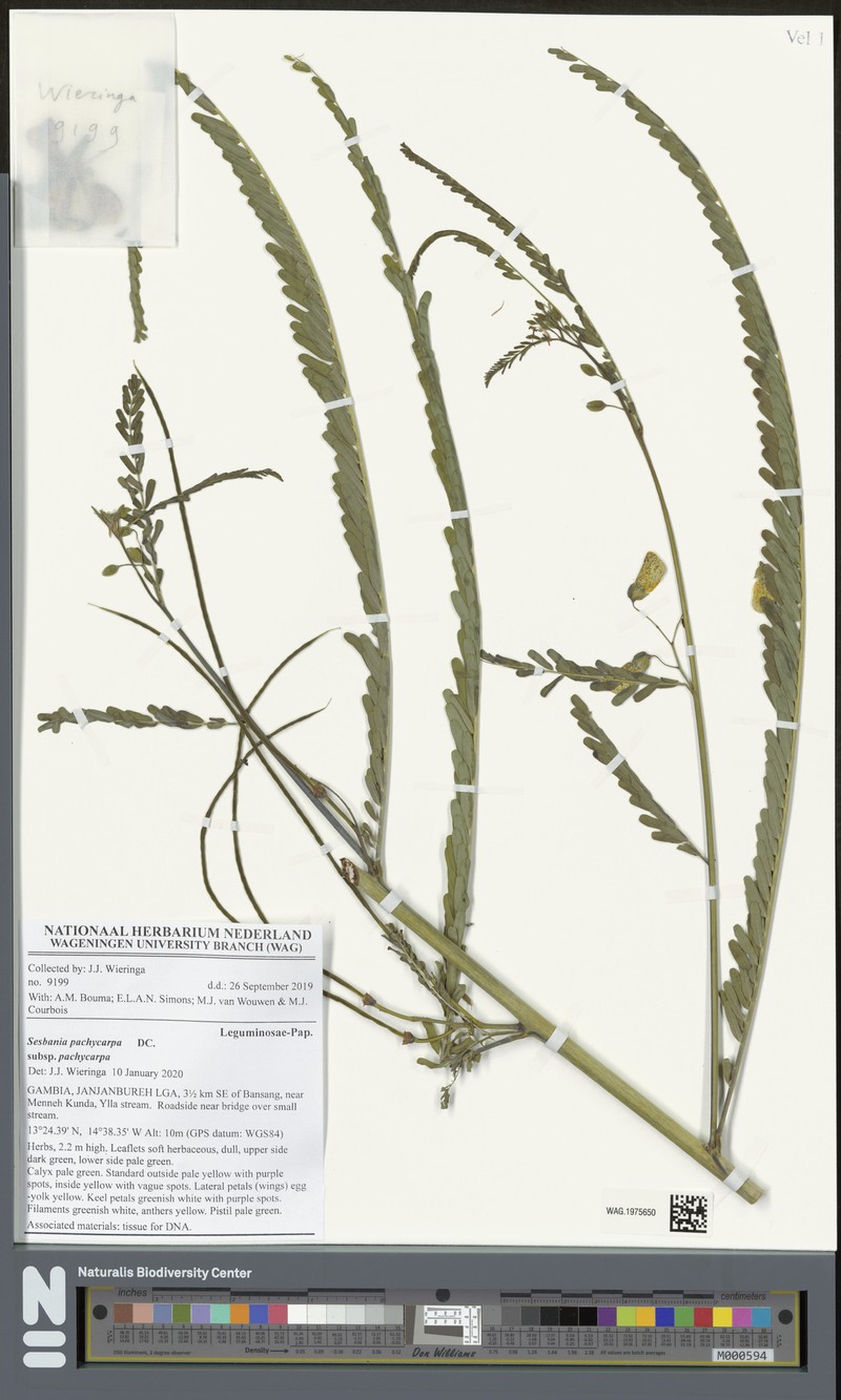 Sesbania pachycarpa subsp. pachycarpa photo 2