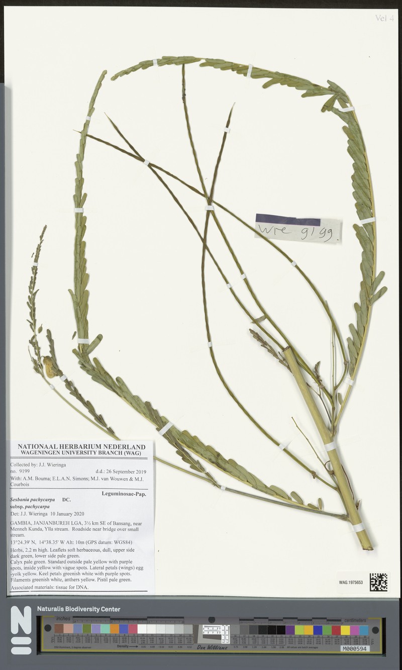 Sesbania pachycarpa subsp. pachycarpa photo 3