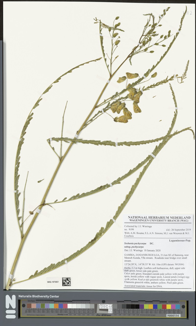 Sesbania pachycarpa subsp. pachycarpa photo 4