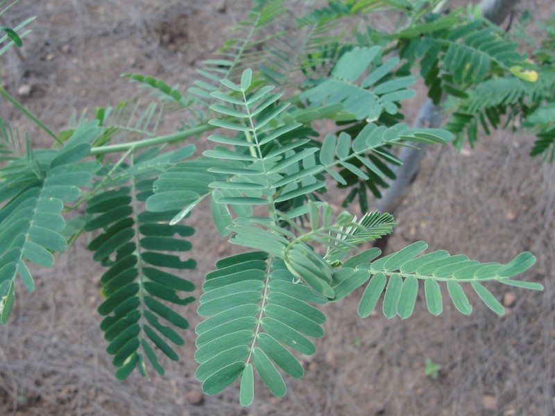 Egyptian Riverhemp photo 4