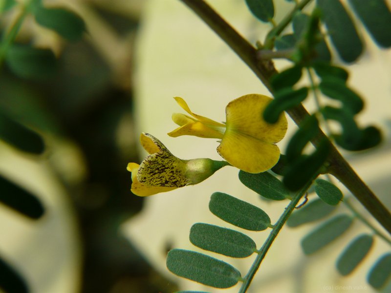 Egyptian Riverhemp photo 6