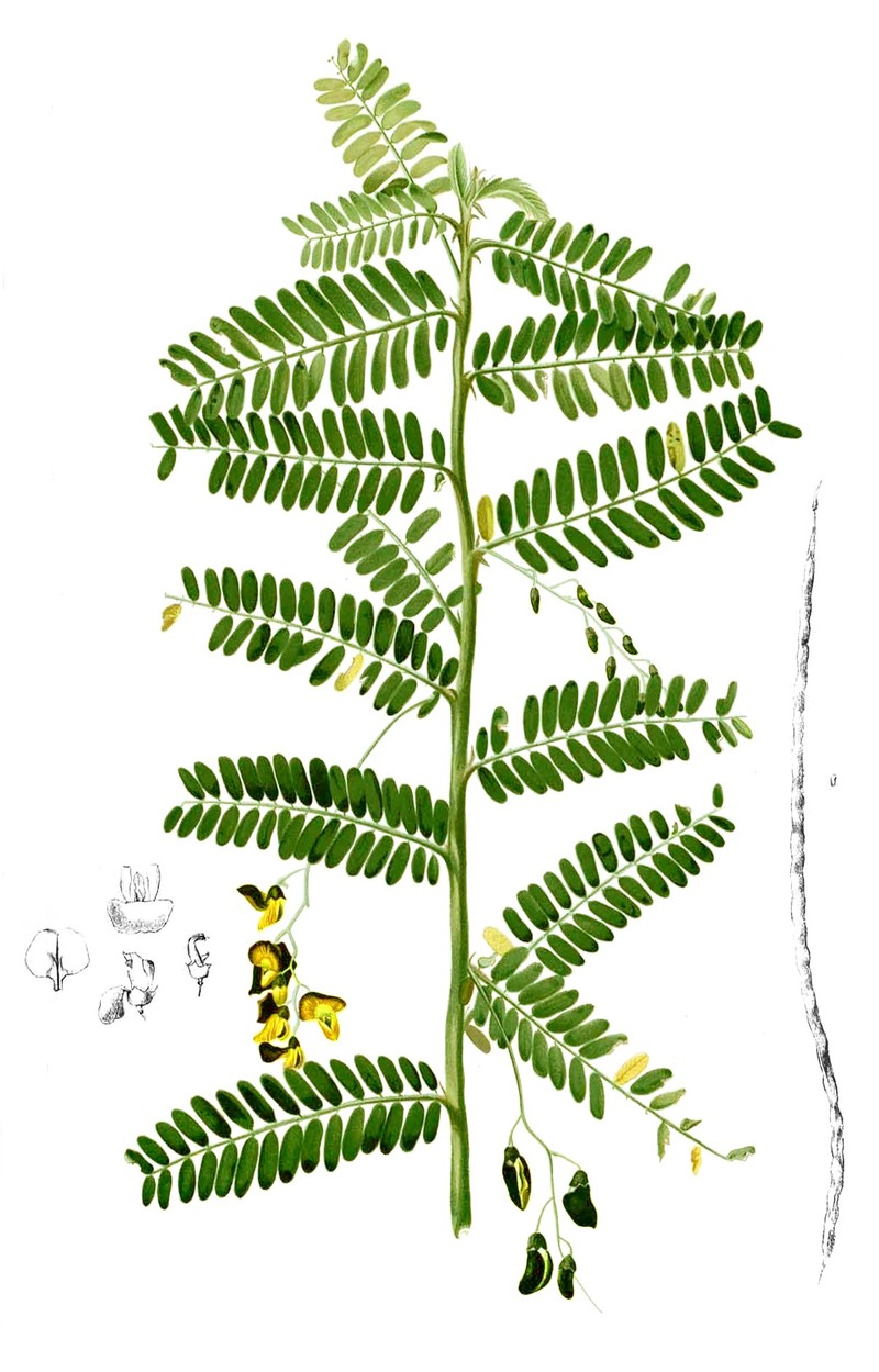 Egyptian Riverhemp photo 2