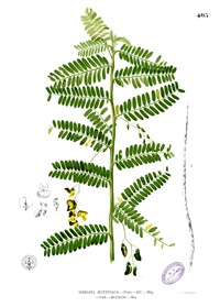 Egyptian Riverhemp