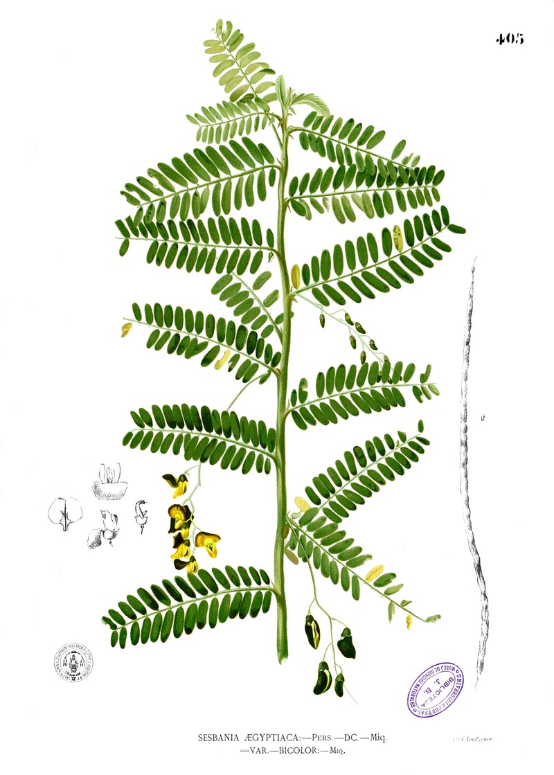 Egyptian Riverhemp photo 3