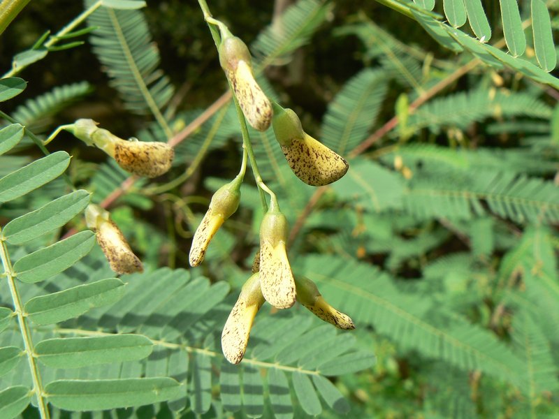Egyptian Riverhemp photo 7