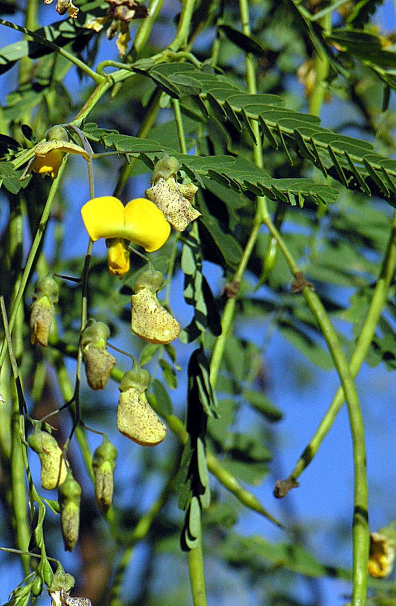Egyptian Riverhemp photo 8
