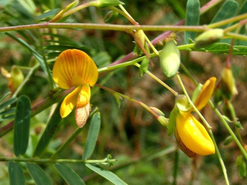 Sesbania sesban subsp. sesban photo 2
