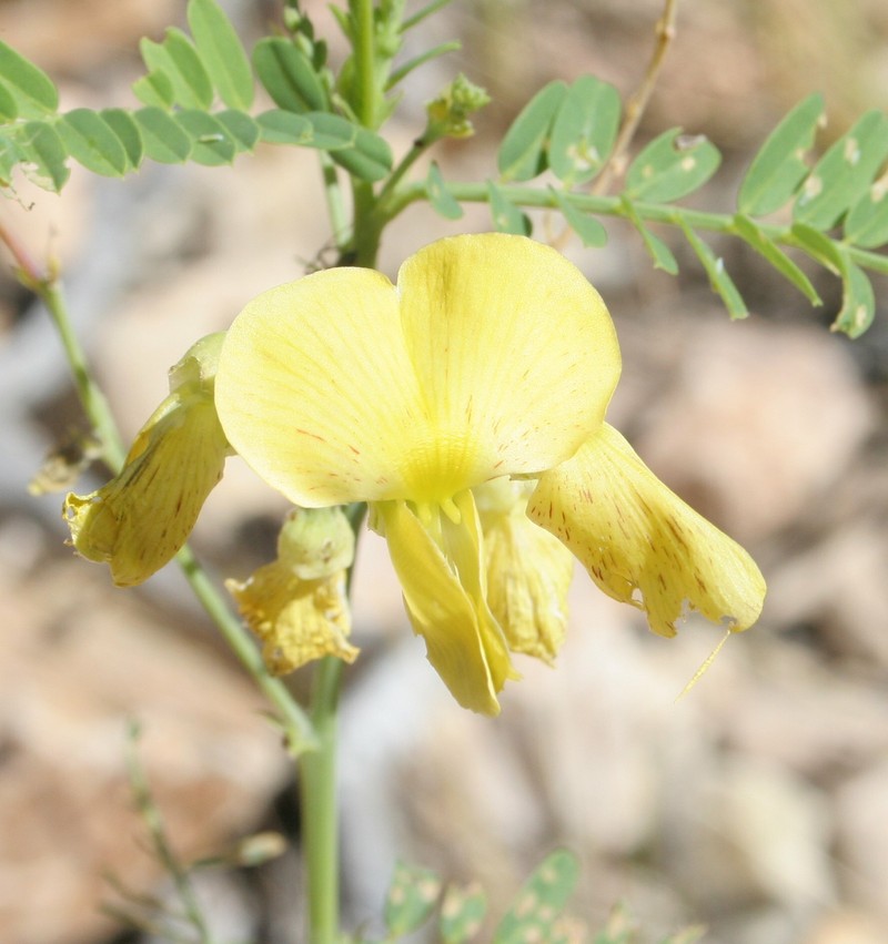 Sesbania simpliciuscula var. fitzroyensis photo 2