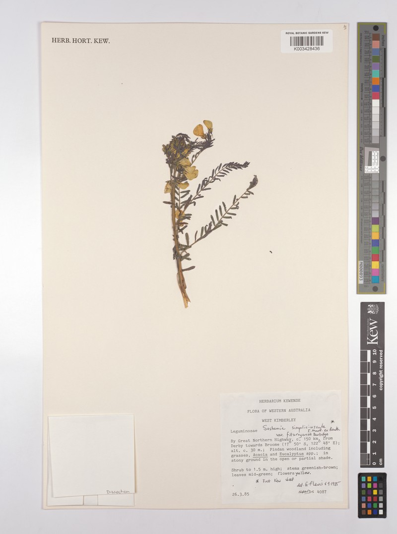 Sesbania simpliciuscula var. fitzroyensis photo 3