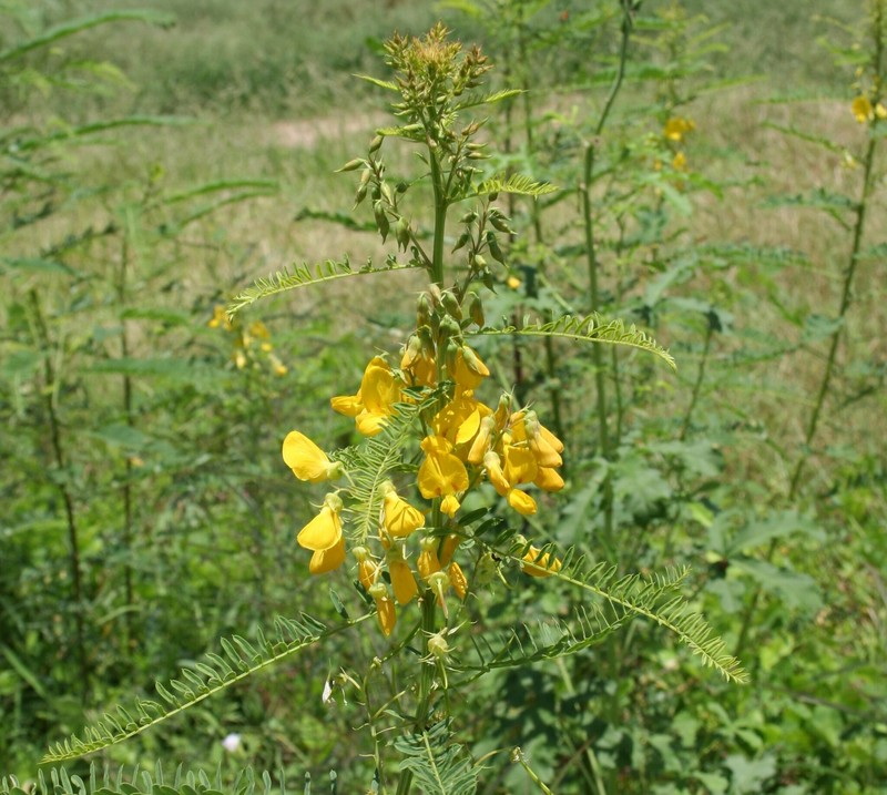 Sesbania simpliciuscula var. simpliciuscula