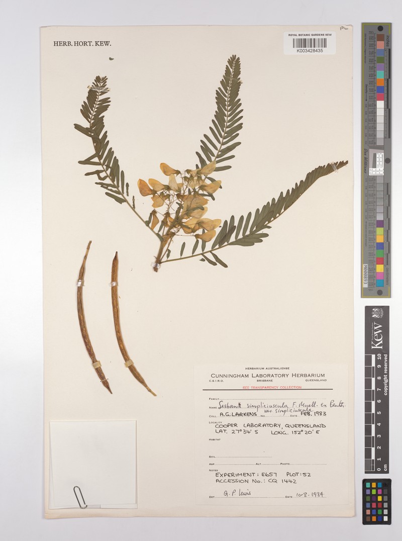 Sesbania simpliciuscula var. simpliciuscula photo 2