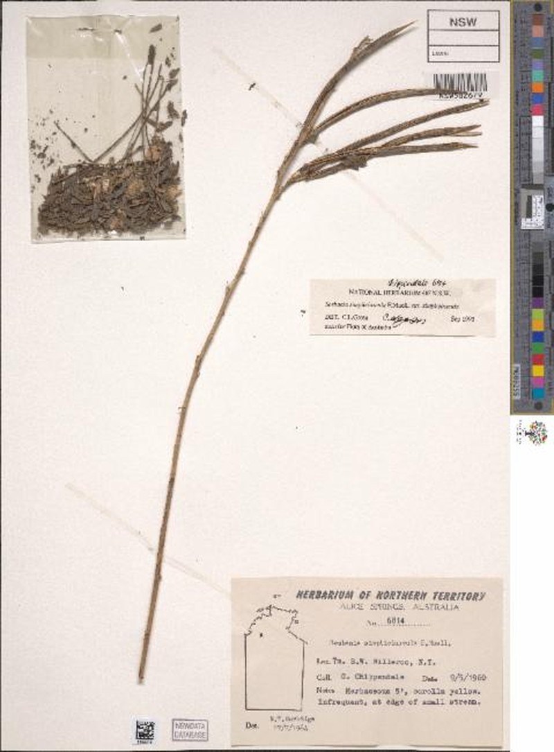 Sesbania simpliciuscula var. simpliciuscula photo 3