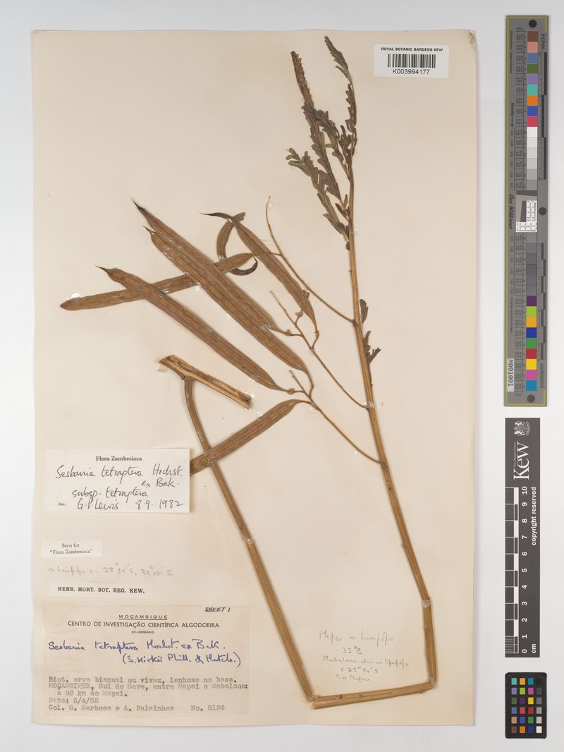 Sesbania tetraptera subsp. tetraptera