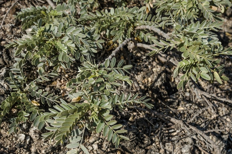 Oahu Riverhemp photo 4