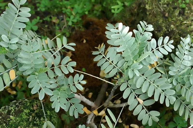 Oahu Riverhemp photo 2