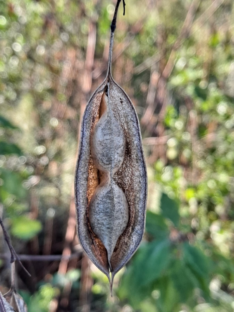 Bagpod photo 9