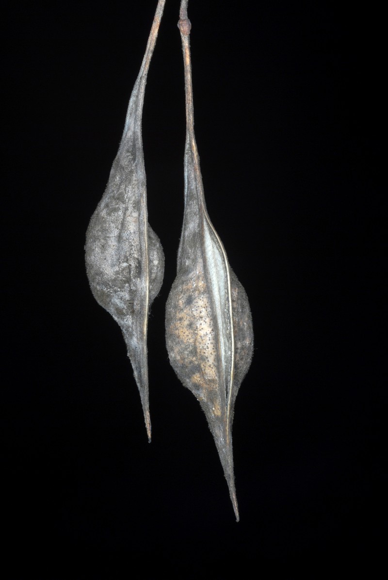 Bagpod photo 2