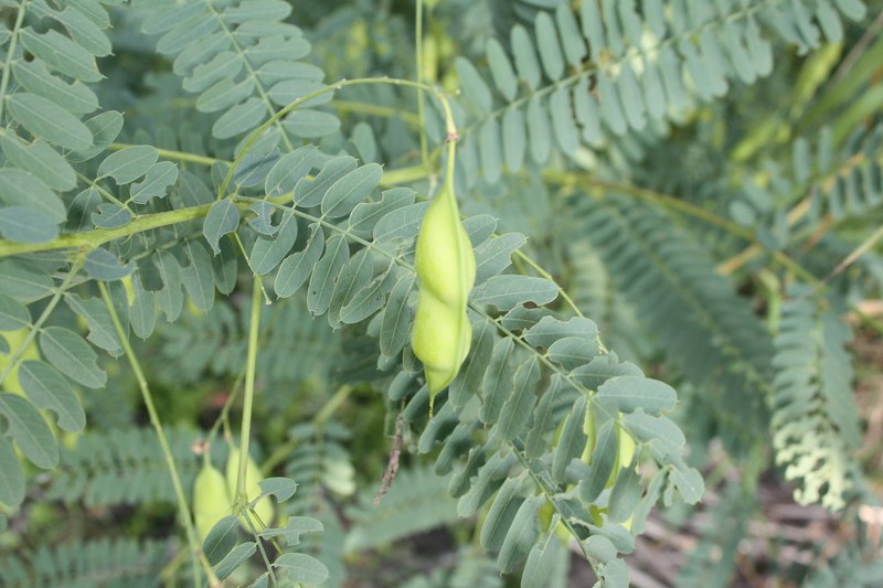Bagpod photo 3