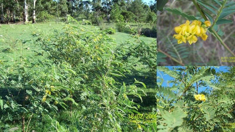 Wand Riverhemp photo 2