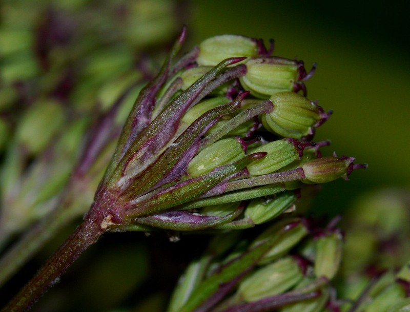 Seseli annuum subsp. annuum