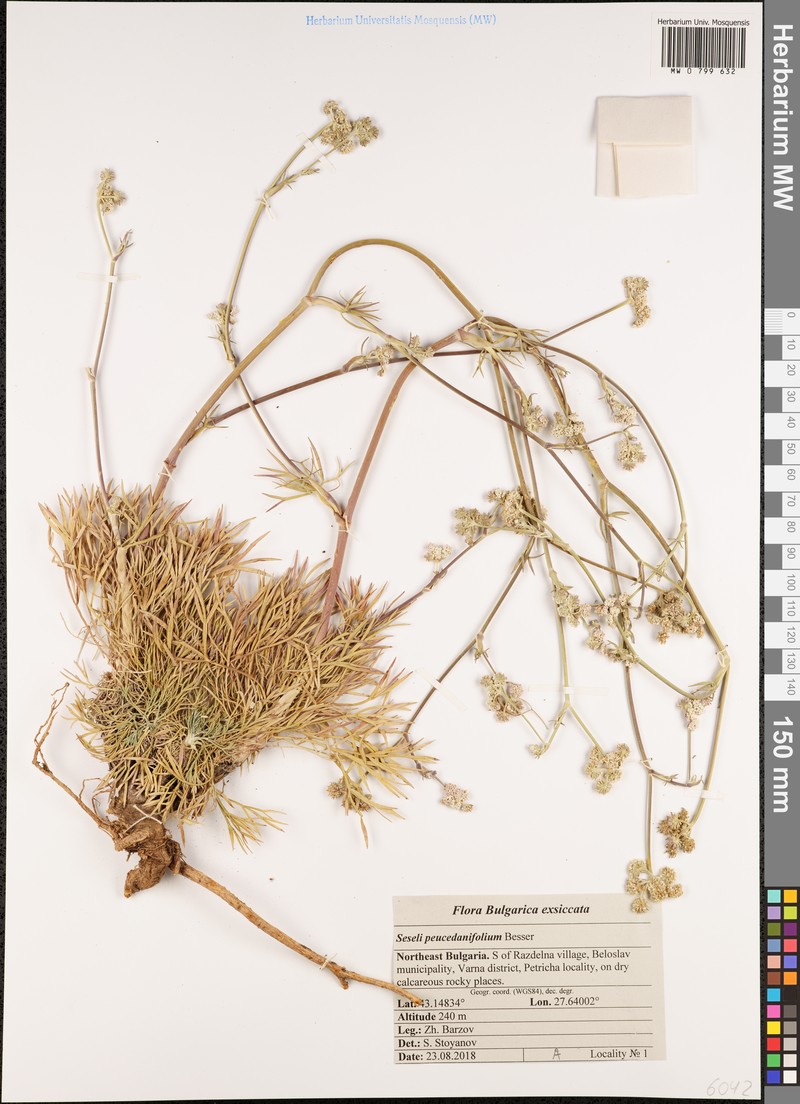 Seseli besserianum photo 2