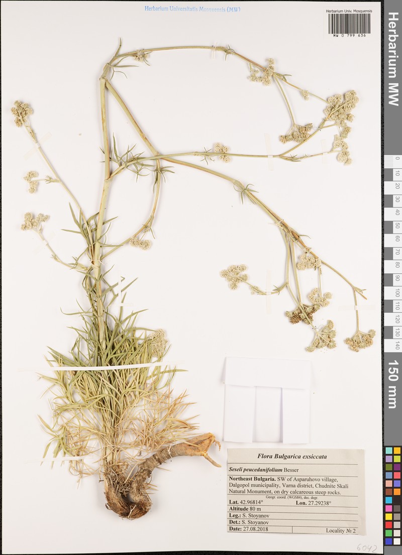 Seseli besserianum photo 3